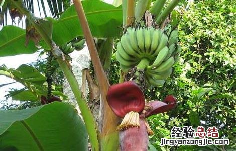 香蕉有种子吗?长啥样? 香蕉有种子吗