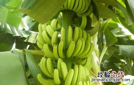 香蕉有种子吗?长啥样? 香蕉有种子吗