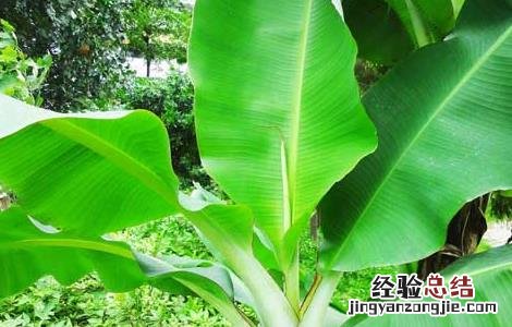 香蕉有种子吗?长啥样? 香蕉有种子吗