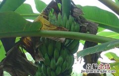 香蕉有种子吗?长啥样? 香蕉有种子吗