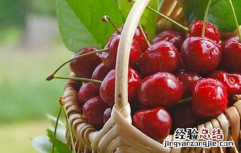 车厘子成熟时间表 车厘子的成熟时间