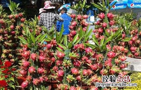 火龙果盆栽种植方法 火龙果盆栽种植方法视频