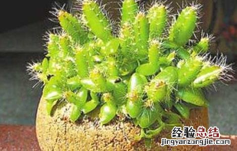 火龙果盆栽种植方法 火龙果盆栽种植方法视频
