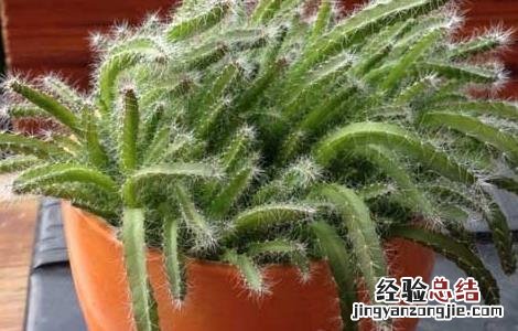 火龙果盆栽种植方法 火龙果盆栽种植方法视频