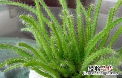 火龙果盆栽种植方法 火龙果盆栽种植方法视频