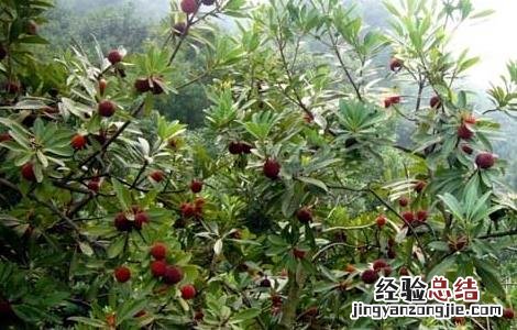 杨梅树种植几年结果? 杨梅树种几年才生杨梅
