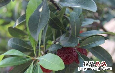 杨梅树种植几年结果? 杨梅树种几年才生杨梅