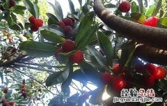 杨梅树种植几年结果? 杨梅树种几年才生杨梅