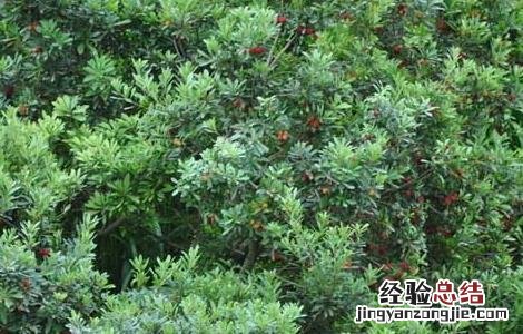 杨梅树种植几年结果? 杨梅树种几年才生杨梅