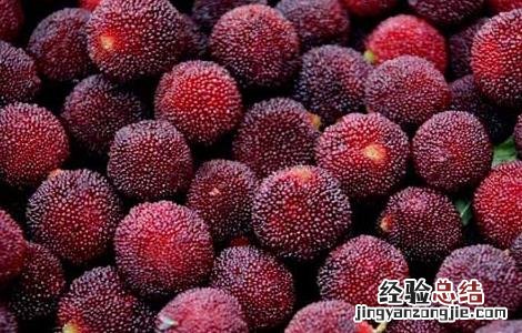 杨梅是摘还是采 杨梅采摘和挑选方法