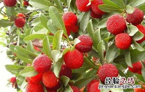 杨梅是摘还是采 杨梅采摘和挑选方法