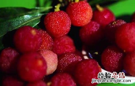 杨梅是摘还是采 杨梅采摘和挑选方法