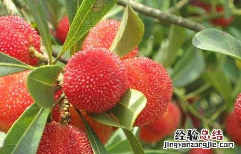 杨梅是摘还是采 杨梅采摘和挑选方法