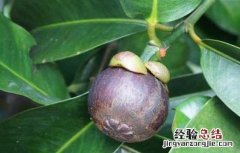 山竹什么季节成熟最好 山竹什么季节成熟