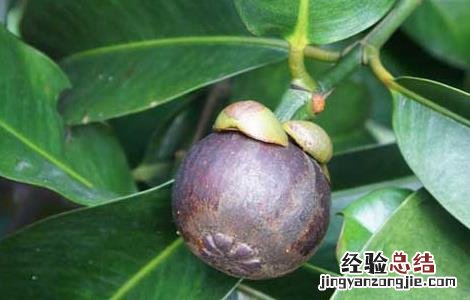 山竹什么季节成熟最好 山竹什么季节成熟