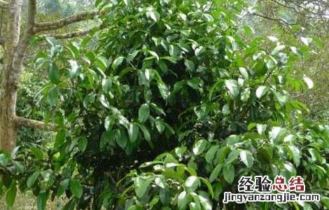 山竹树长什么样 山竹树长什么样儿