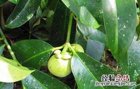 山竹树长什么样 山竹树长什么样儿