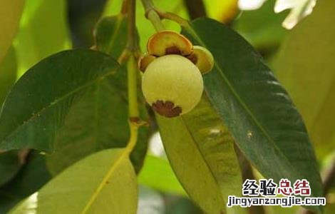 山竹树长什么样 山竹树长什么样儿