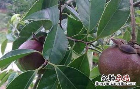 山竹树长什么样 山竹树长什么样儿