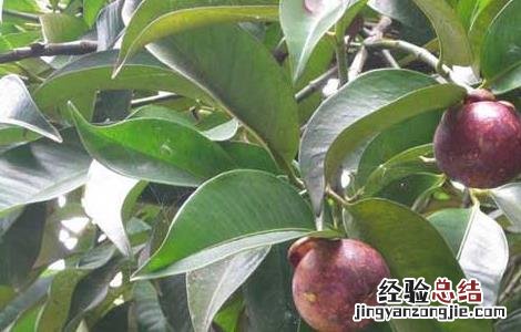 山竹树长什么样 山竹树长什么样儿