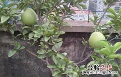 盆栽柚子树的养殖方法和注意事项 盆栽柚子树的养殖方法
