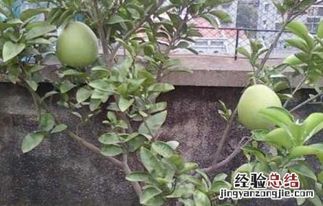 盆栽柚子树的养殖方法和注意事项 盆栽柚子树的养殖方法