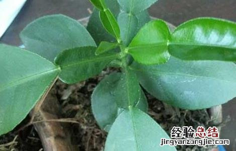 盆栽柚子树的养殖方法和注意事项 盆栽柚子树的养殖方法