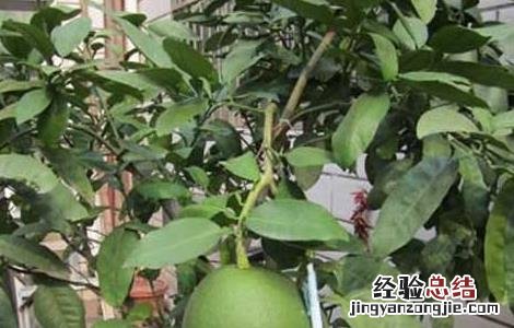 盆栽柚子树的养殖方法和注意事项 盆栽柚子树的养殖方法