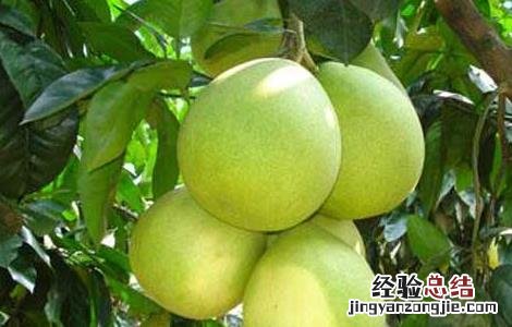 柚子种植环境条件 柚子种植气候条件