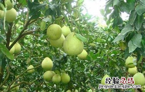 柚子种植环境条件 柚子种植气候条件