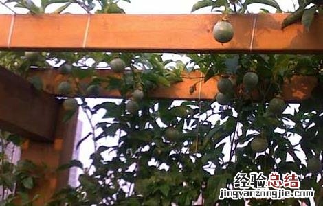 百香果的种植条件有哪些,在河南省能不能种? 百香果的种植条件