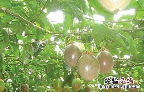 百香果的种植条件有哪些,在河南省能不能种? 百香果的种植条件