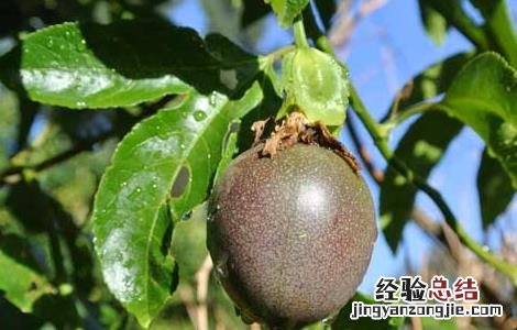 百香果的种植条件有哪些,在河南省能不能种? 百香果的种植条件