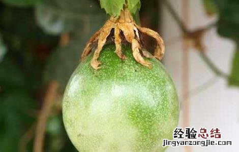 百香果一般是几月份成熟 百香果的成熟期是几月份