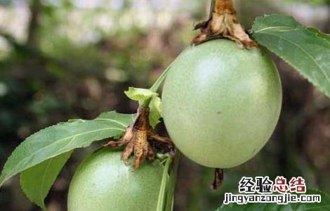 百香果一般是几月份成熟 百香果的成熟期是几月份