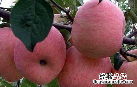 红富士苹果产地在哪里 山东红富士苹果产地在哪里