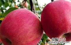 红富士苹果产地在哪里 山东红富士苹果产地在哪里