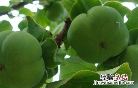 柿子的产地有哪些地方 柿子的产地有哪些地方好吃