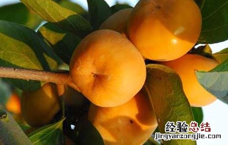 柿子的产地有哪些地方 柿子的产地有哪些地方好吃