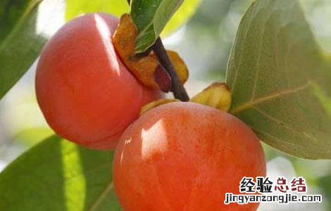 柿子的产地有哪些地方 柿子的产地有哪些地方好吃