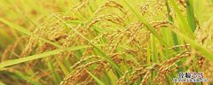 10月份收稻子还是麦子 这个季节收稻子还是麦子