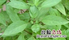 罗勒精油的功效与作用 罗勒的功效与作用