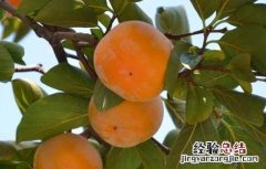 柿子树的管理技术 柿子树的管理技术视频