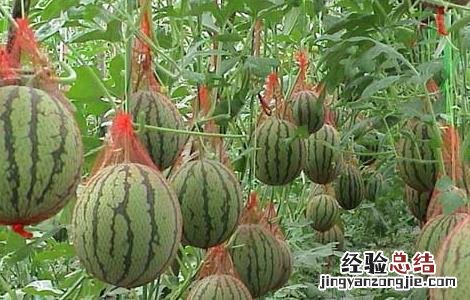 海南西瓜产地在哪里 西瓜产地在哪里