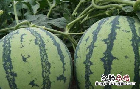 西瓜霜霉病防治方法是什么 西瓜霜霉病防治方法