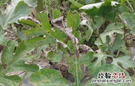 西瓜霜霉病防治方法是什么 西瓜霜霉病防治方法
