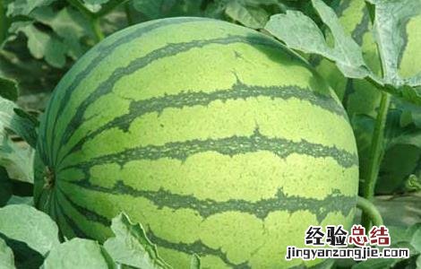 西瓜霜霉病防治方法是什么 西瓜霜霉病防治方法