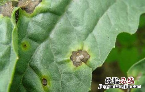 西瓜炭疽病防治方法 西瓜炭疽病防治方法视频