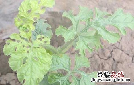 西瓜炭疽病防治方法 西瓜炭疽病防治方法视频
