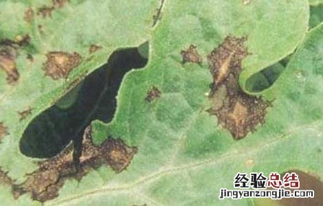 西瓜炭疽病防治方法 西瓜炭疽病防治方法视频
